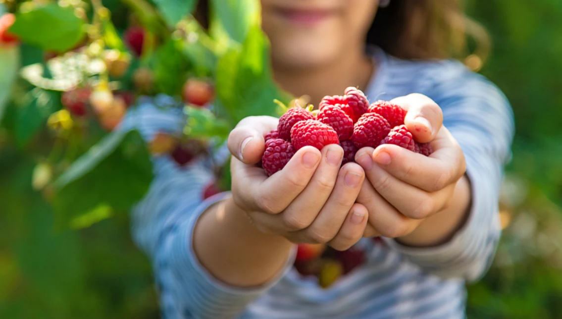 Berries