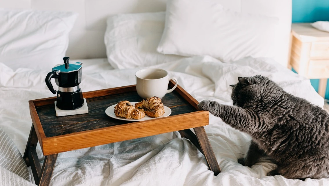 A cat in a hotel room