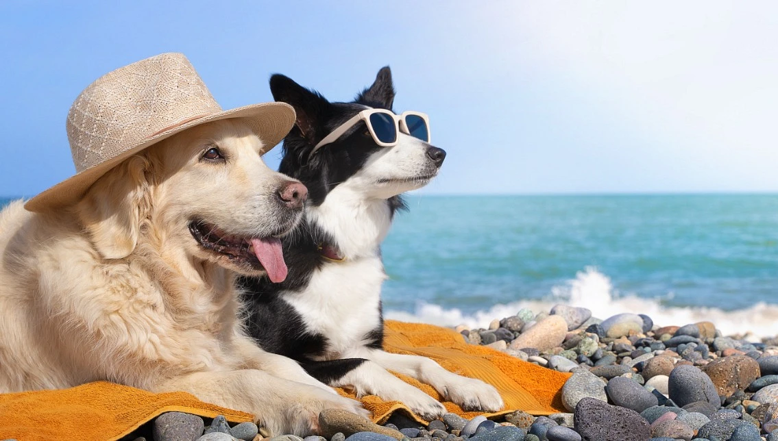 Dogs on a beach