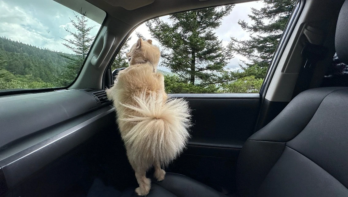 Dog enjoying mountain view