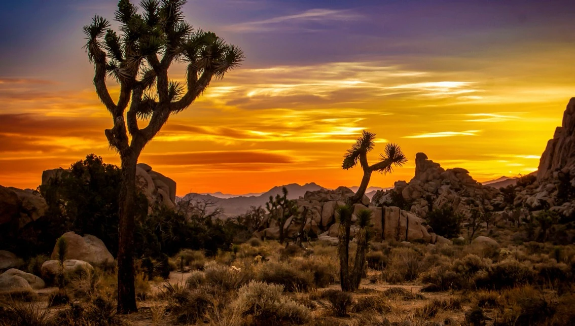 Joshua Tree