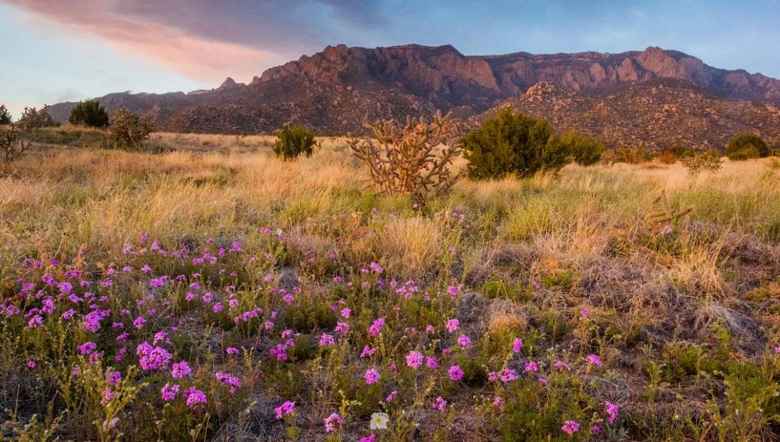 Spring in New Mexico