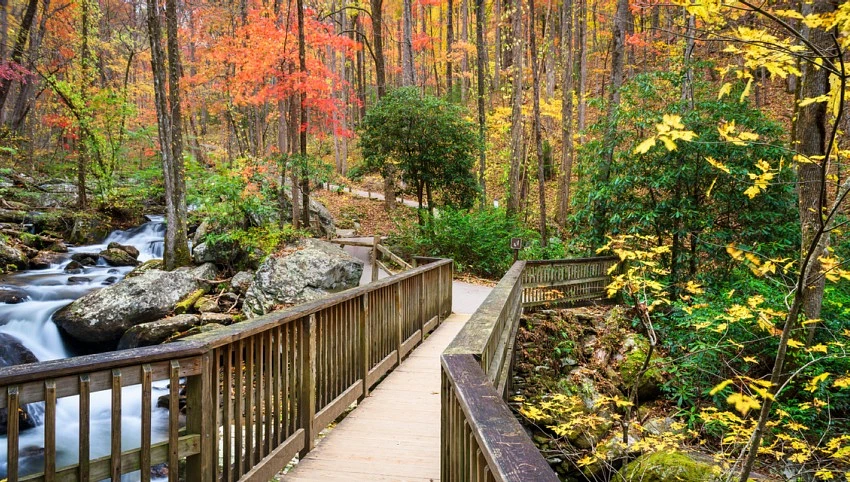 Fall in Georgia