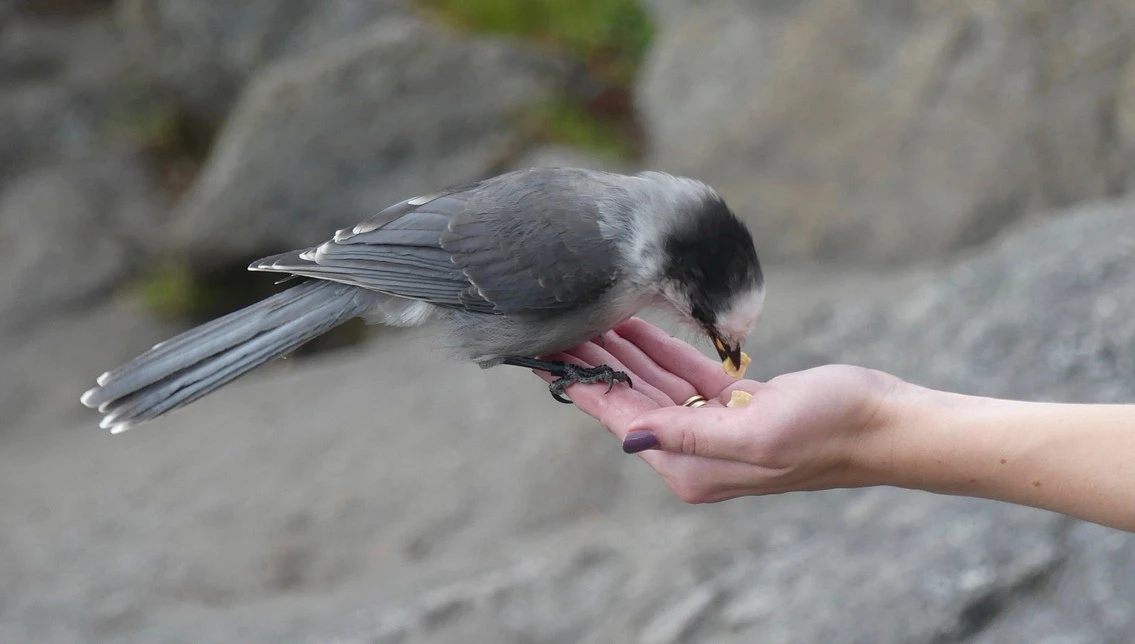 New Hampshire Wildlife
